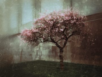 Cherry Tree Bloom IMG 5234